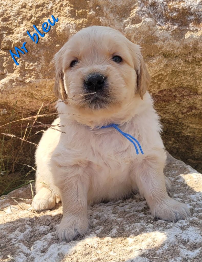 Du Brionnais Doré - Chiots disponibles - Golden Retriever