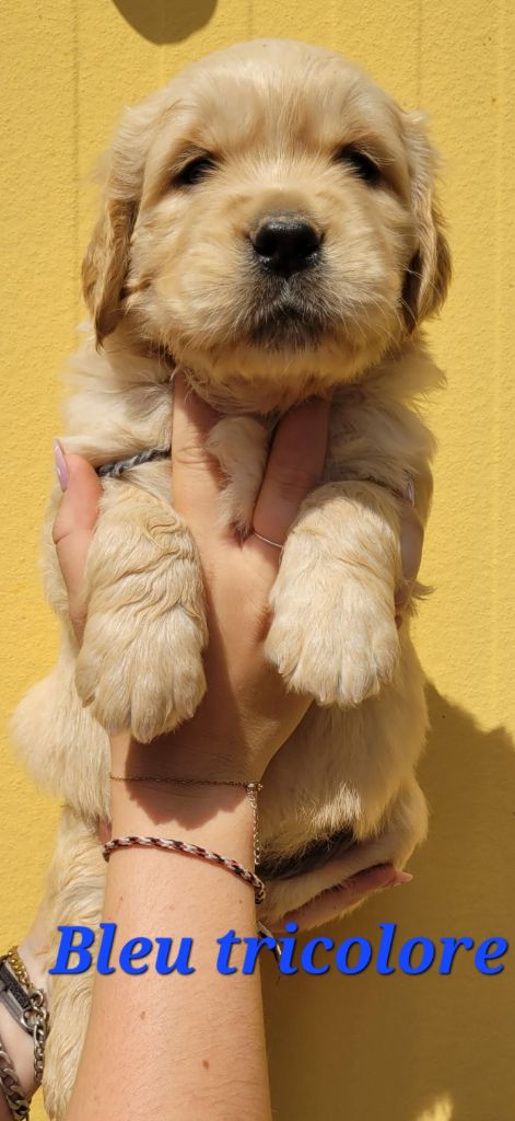 Du Brionnais Doré - Chiots disponibles - Golden Retriever