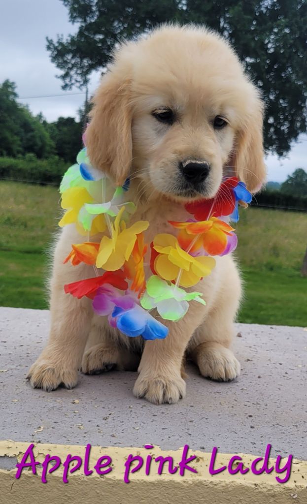 Du Brionnais Doré - Chiots disponibles - Golden Retriever