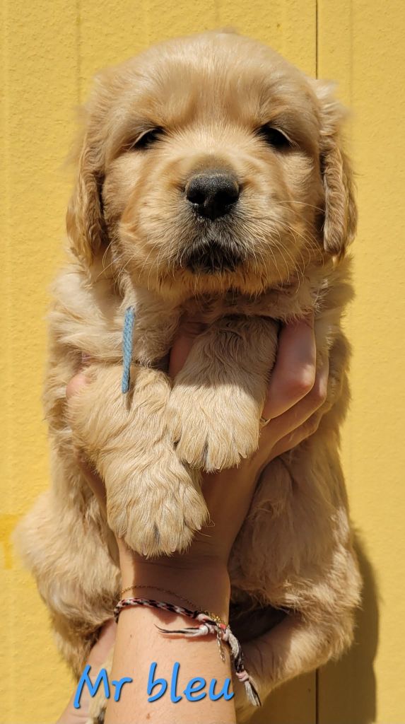 Du Brionnais Doré - Chiots disponibles - Golden Retriever