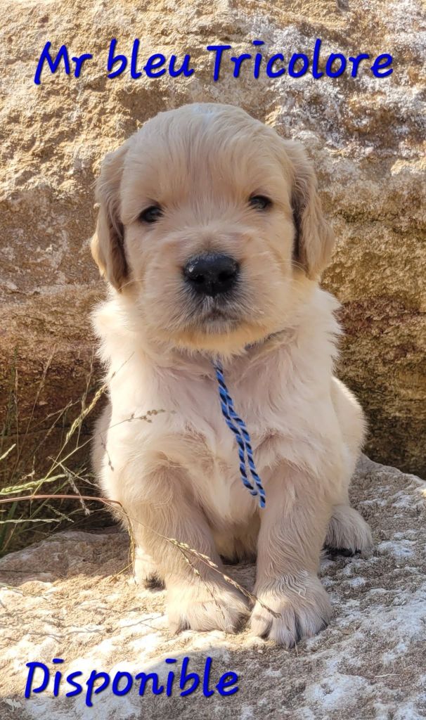 Du Brionnais Doré - Chiots disponibles - Golden Retriever