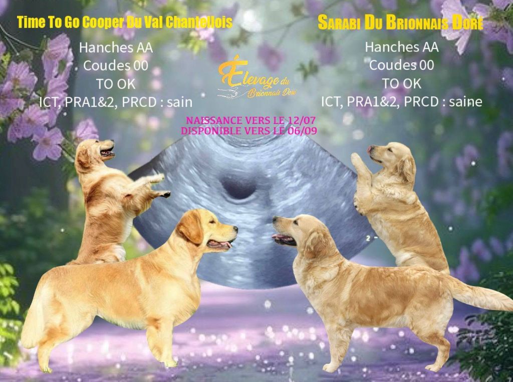 Du Brionnais Doré - Golden Retriever - Portée née le 12/07/2025