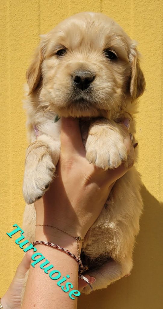 Du Brionnais Doré - Chiots disponibles - Golden Retriever