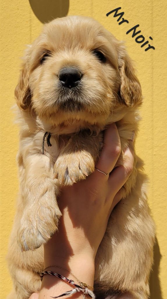 Du Brionnais Doré - Chiots disponibles - Golden Retriever