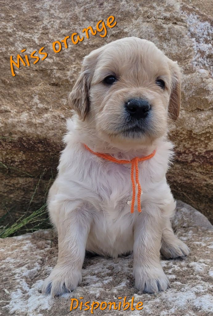 Du Brionnais Doré - Chiots disponibles - Golden Retriever