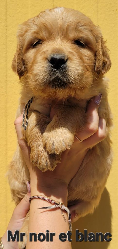 Du Brionnais Doré - Chiots disponibles - Golden Retriever