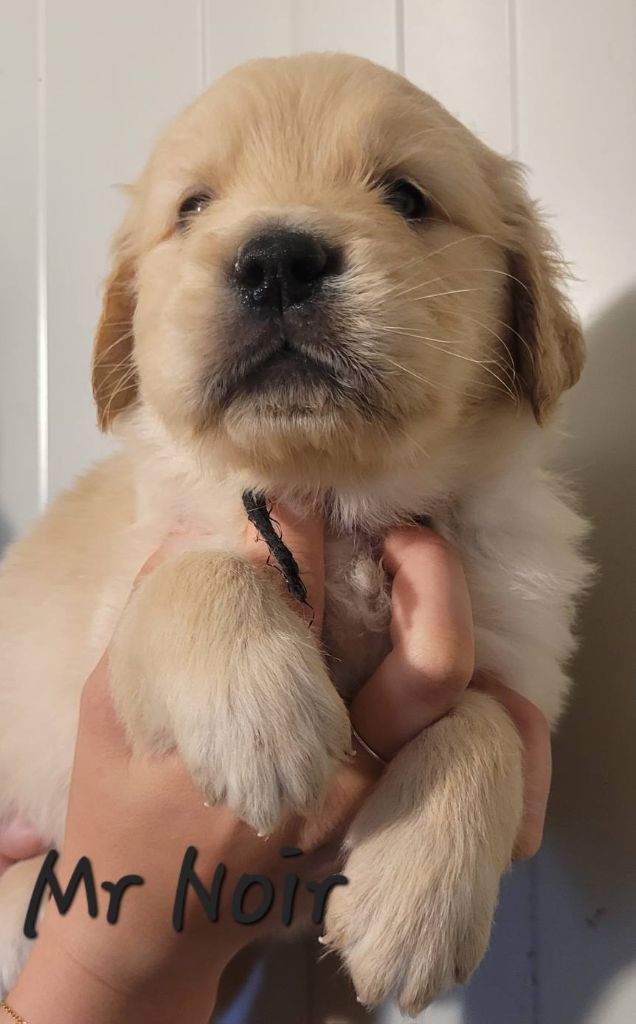 Du Brionnais Doré - Chiots disponibles - Golden Retriever