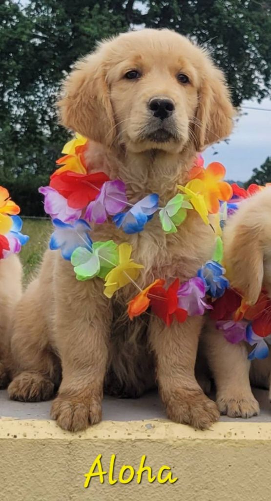 Du Brionnais Doré - Chiots disponibles - Golden Retriever
