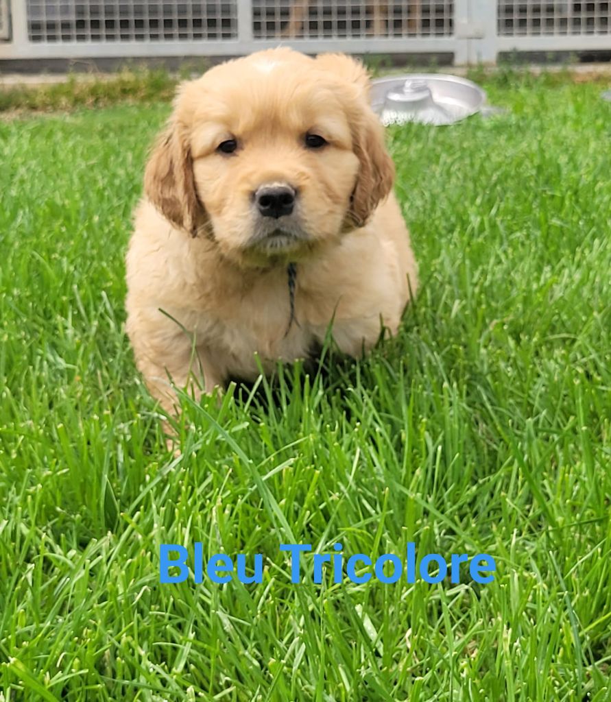 Du Brionnais Doré - Golden Retriever - Portée née le 03/04/2024